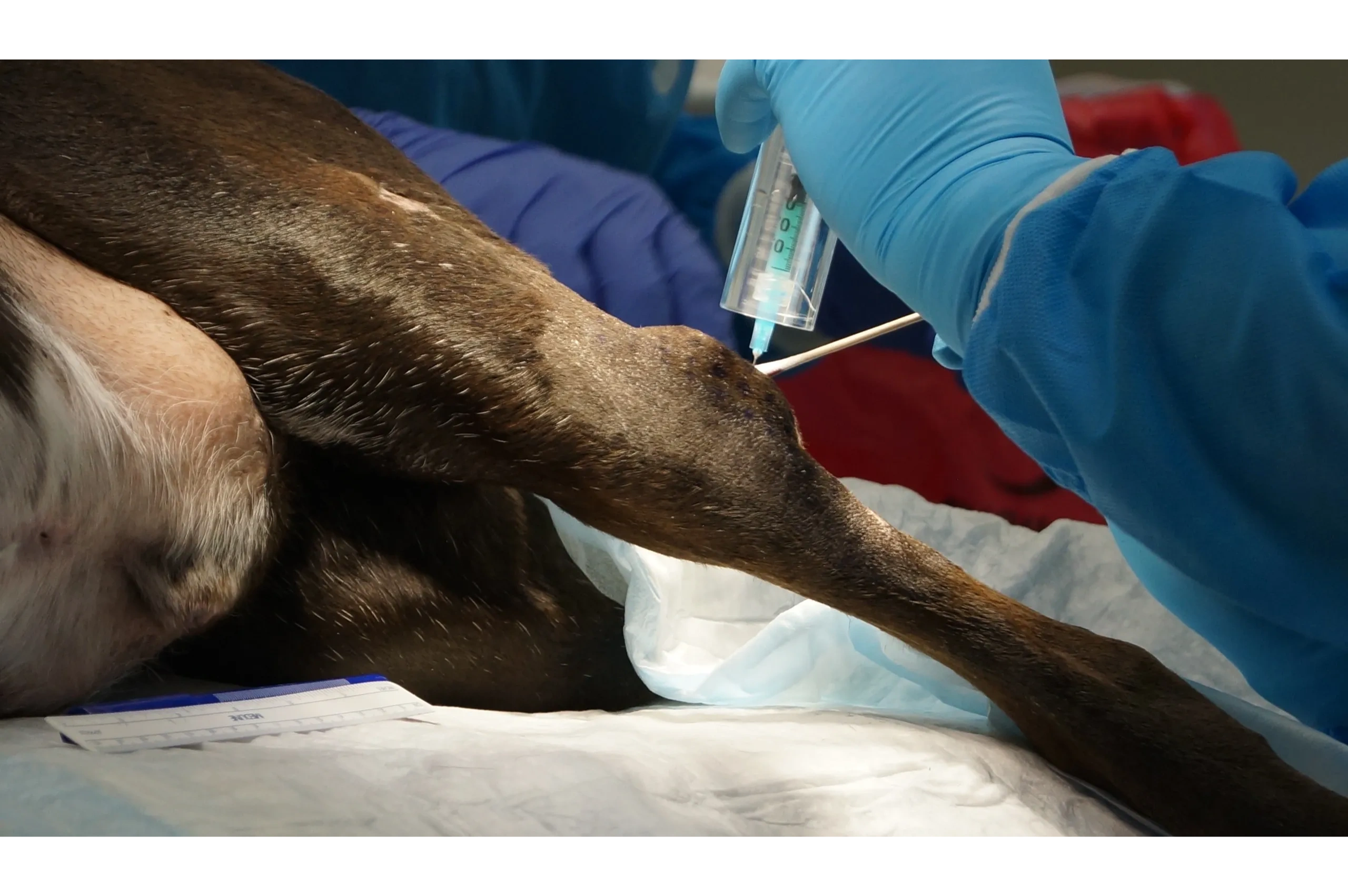 IsoPet® Cancer Treatment