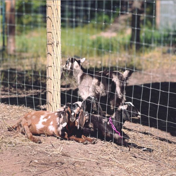 Two goats resting and one kid standing behind a fence.