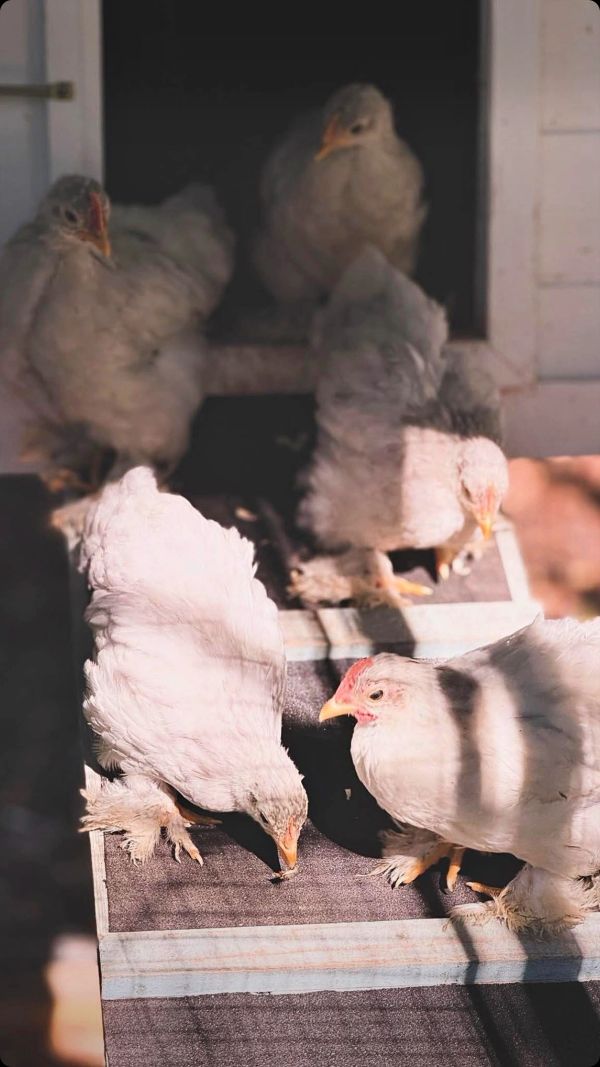 White chickens enjoying sunlight on a ramp.