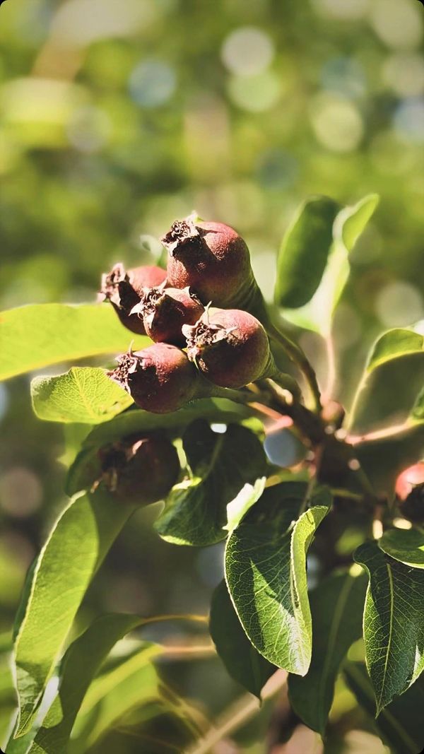 Close-up of fruit on a tree branch with green leaves.