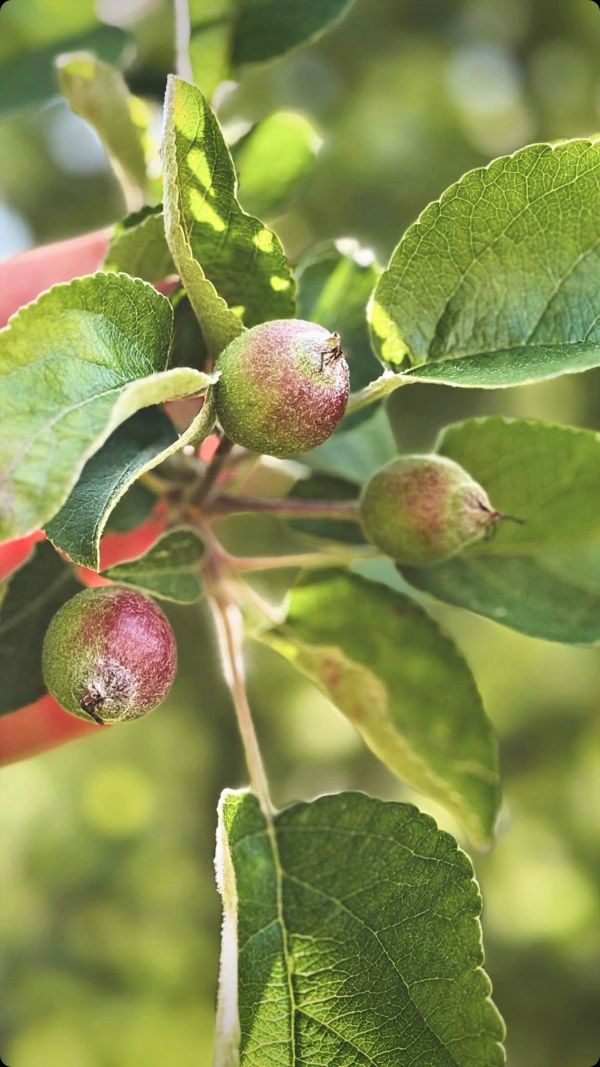 Young apples growing on a tree branch.