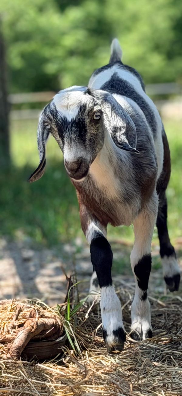 Young goat standing outdoors.