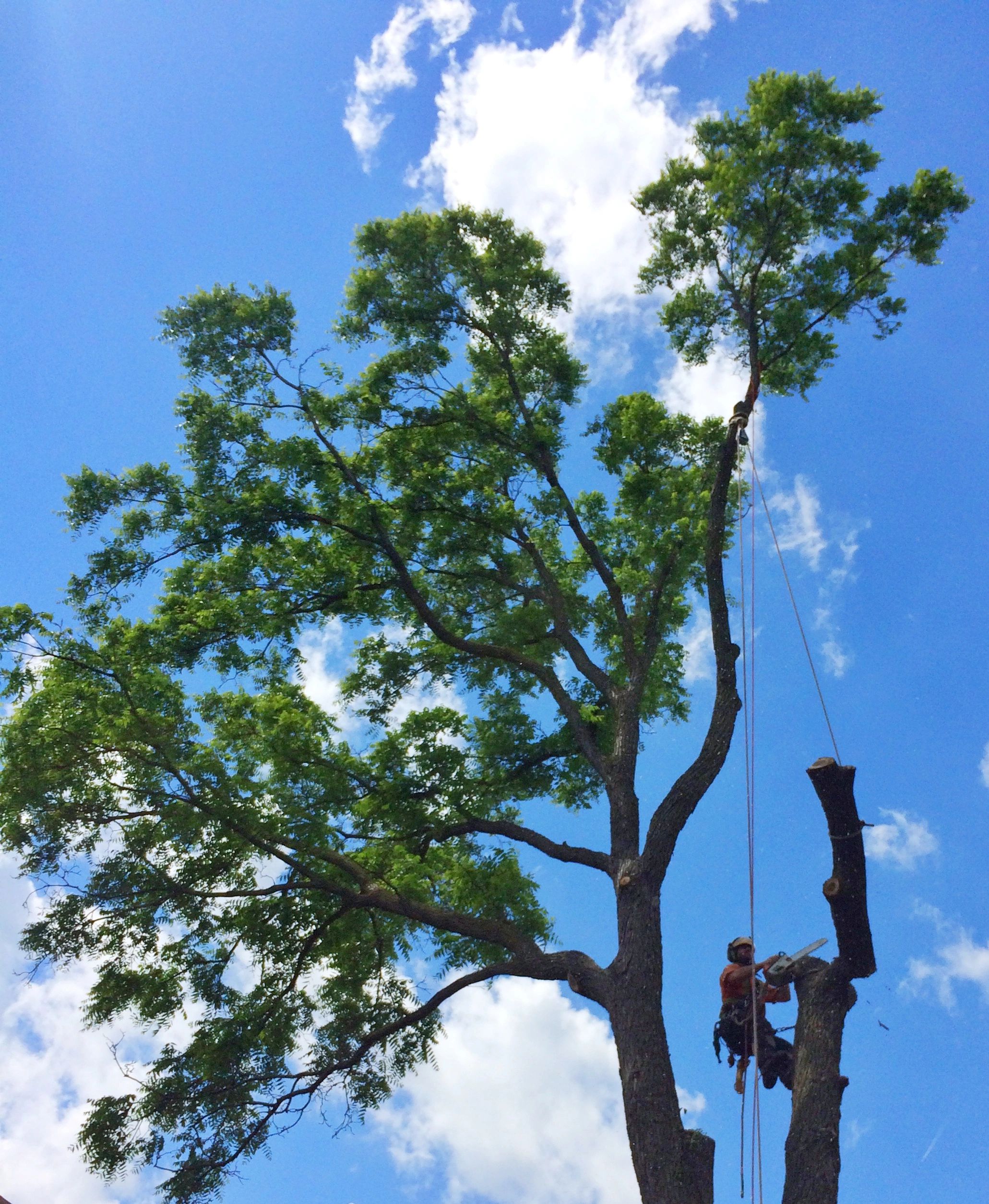 Dangerous limb removal.