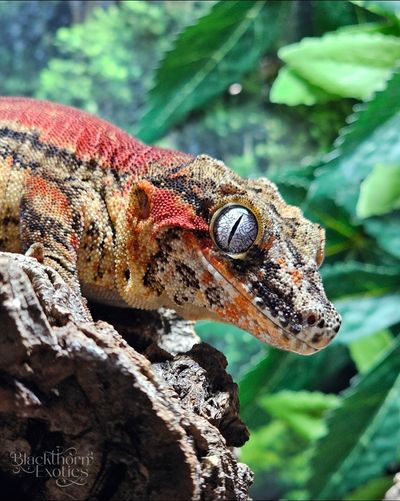 Sauron Gargoyle Gecko
