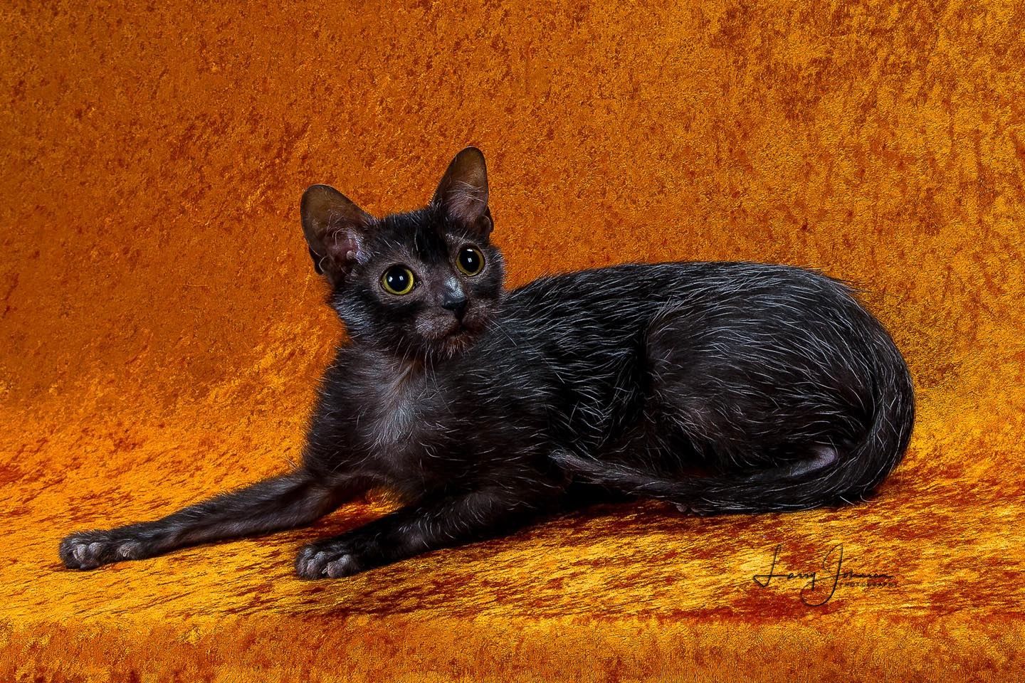 Browncoats Lykoi Cattery