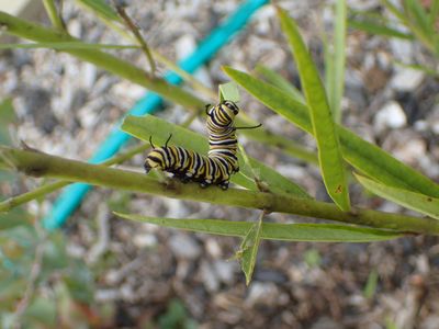 A Monarch caterpillar doing the "happy dance"