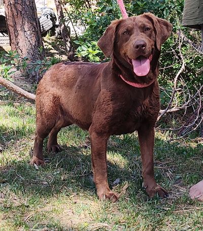 Happy chocolate brown dog standing on grass outdoors.