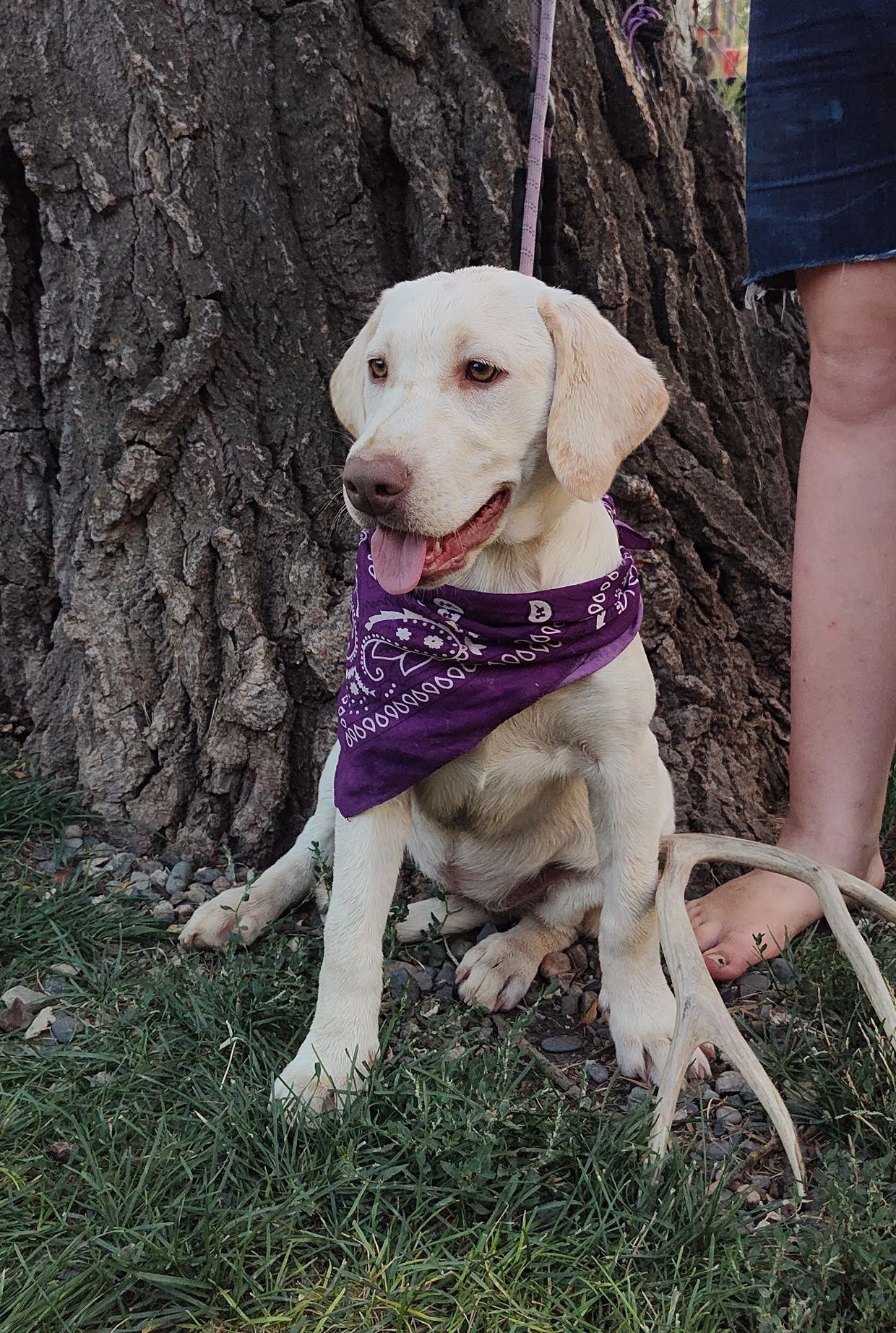 Happy puppy with purple bandana sitting by a tree.
