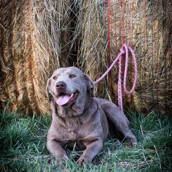 Sweet rosie our silver lab