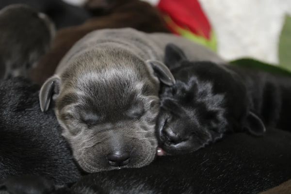 Cute lab puppies