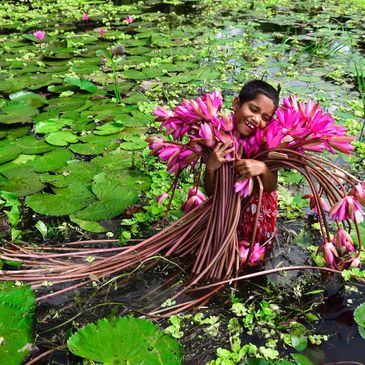 Water lily Bangladesh