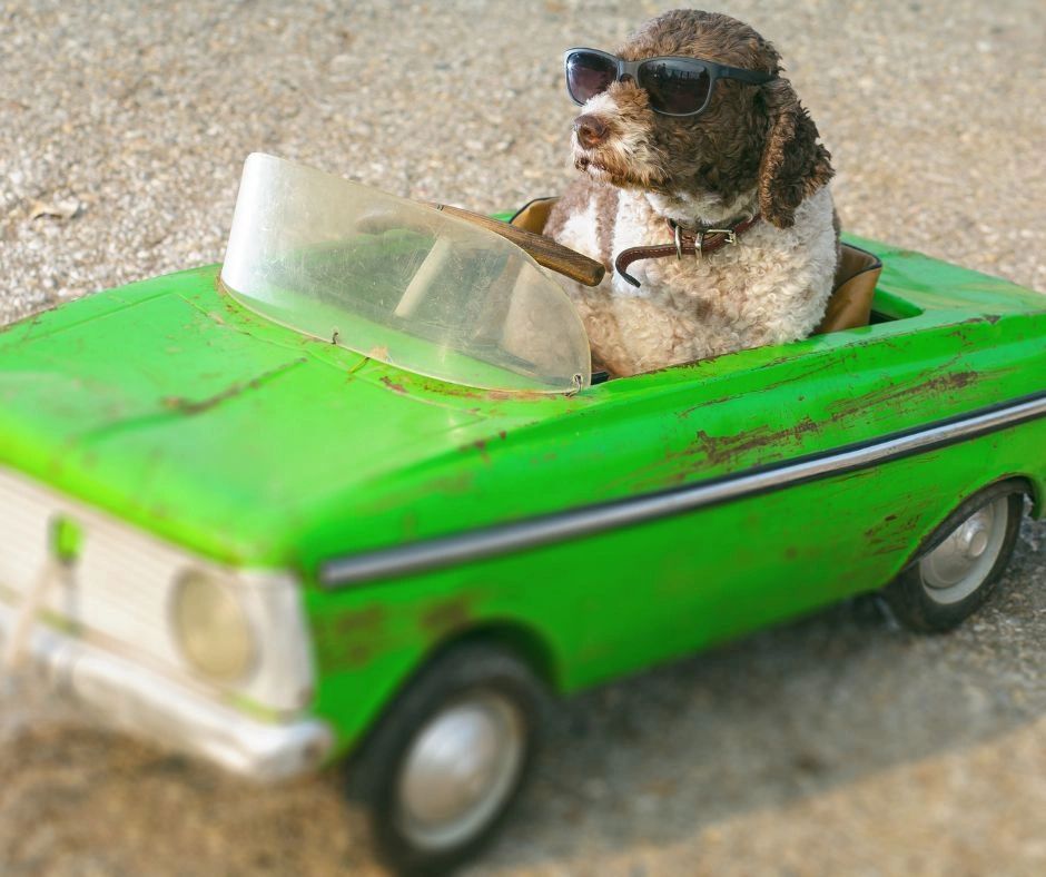 How To Get Your Dog Used To Car Rides