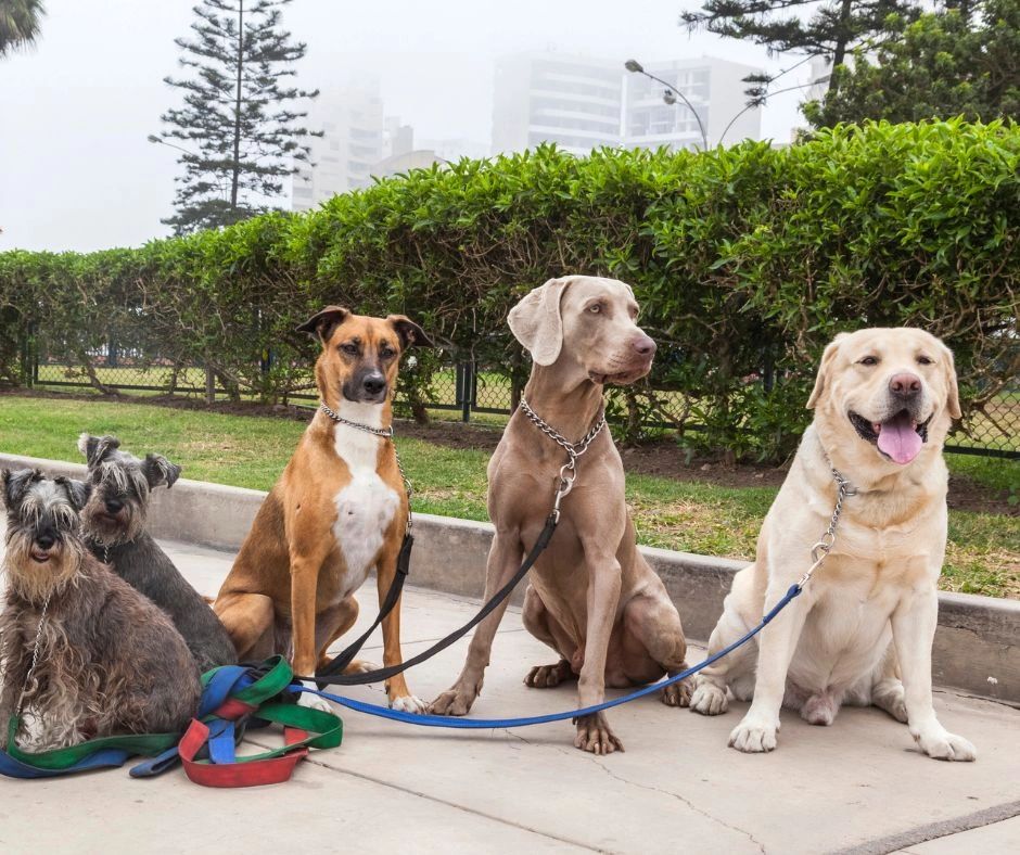 Tips For Having Multiple Dogs
