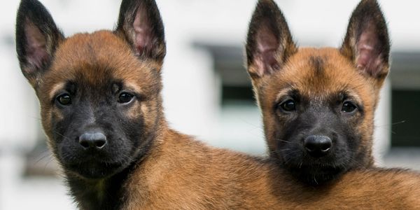 Two Belgian Malinois puppies looking at the camera