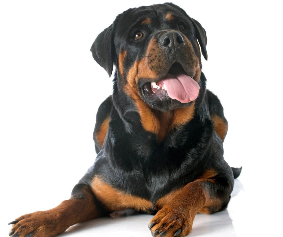 What You Should Know Before Getting a Rottweiler