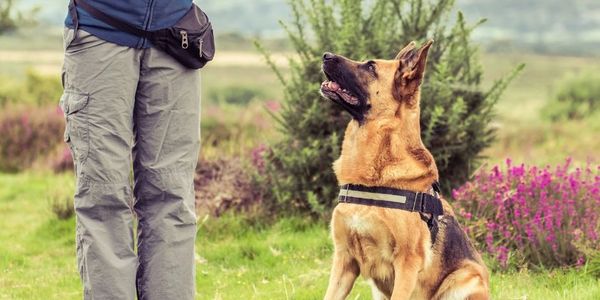 cropped image of woman standing in front of a German Shepherd