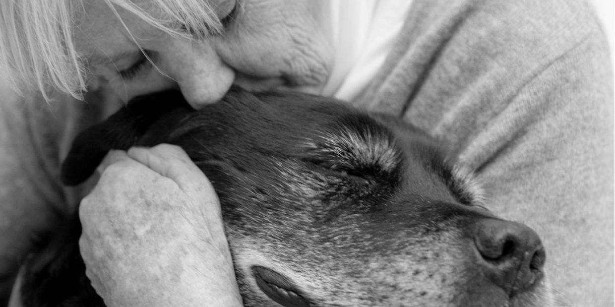 Person cuddling an old dog