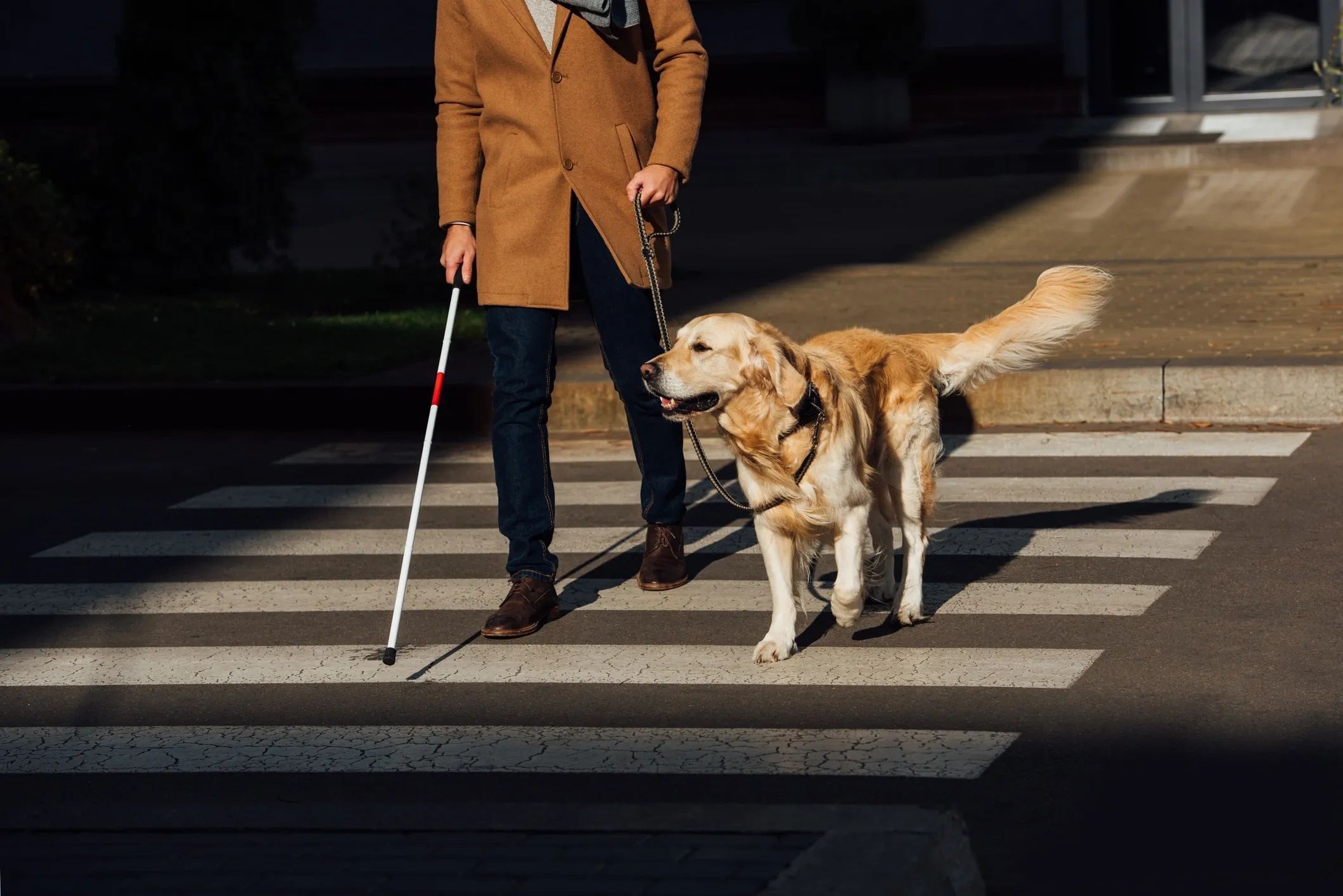 A person using a pedestrian crossing, crossing with a white cane and a golden retriever guide dog