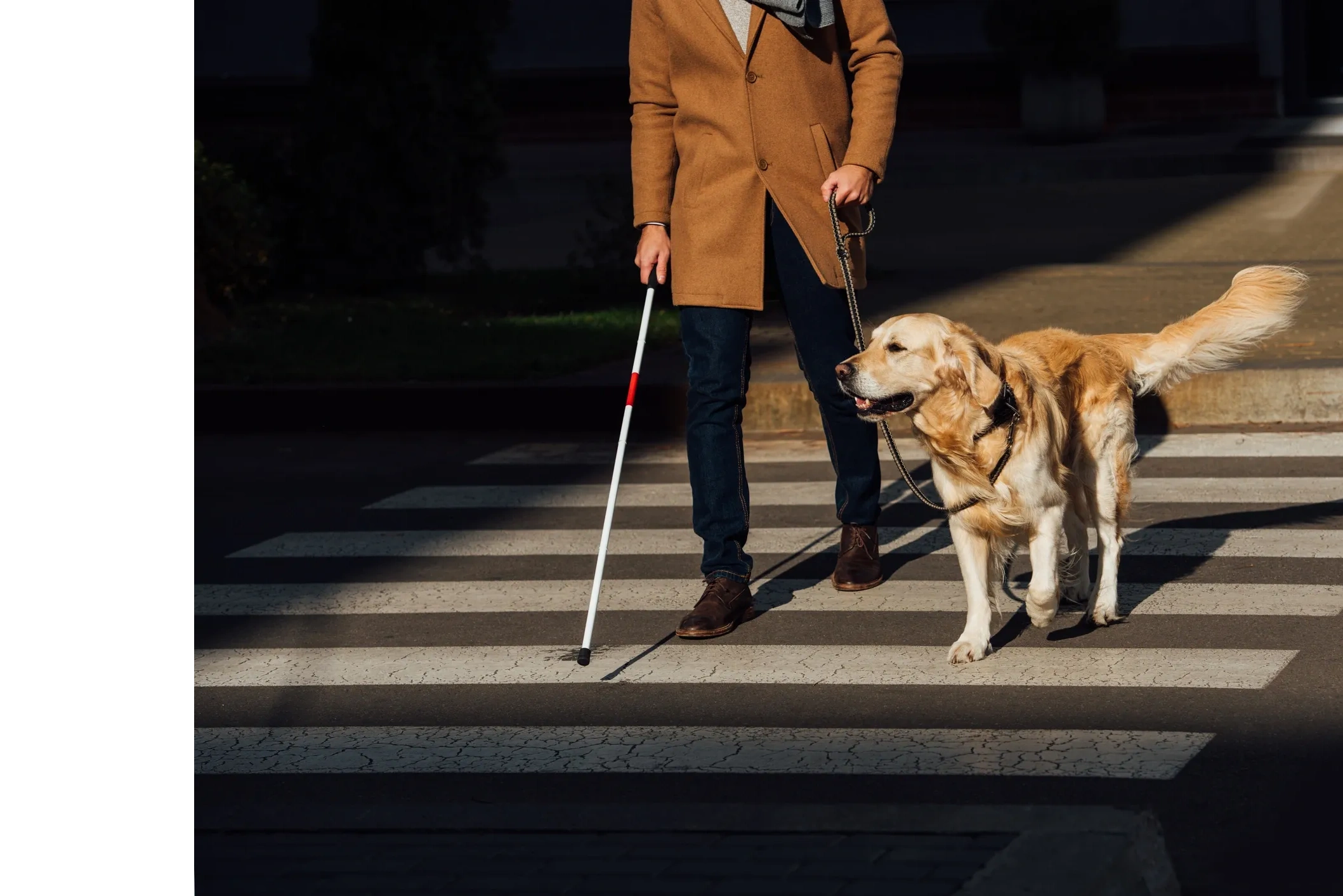 A person using a pedestrian crossing, crossing with a white cane and a golden retriever guide dog