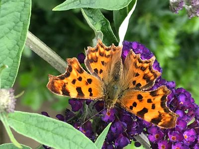 Image of nature showing plant and butterfly