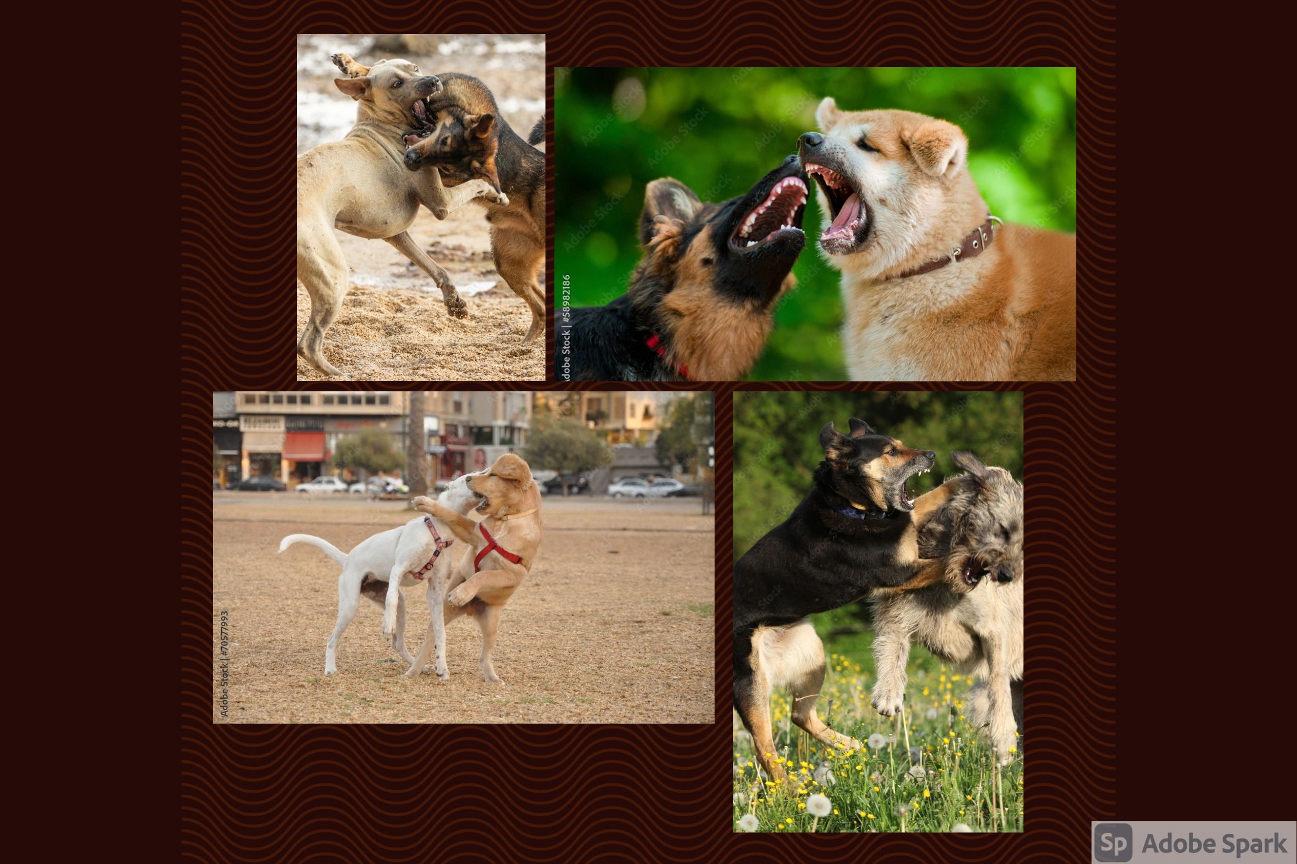 what is aggressive dog behavior