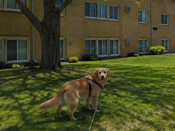 Golden retriever standing on grass near a tree in front of a building.
