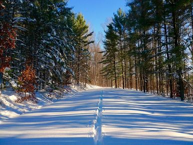 Snowy hill with green pine on the right and left.