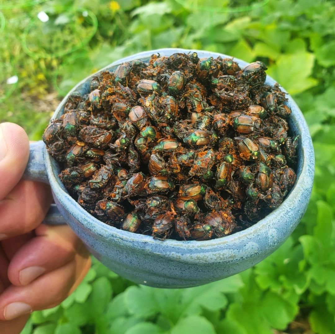 Don't fall into the Japanese beetle trapping trap