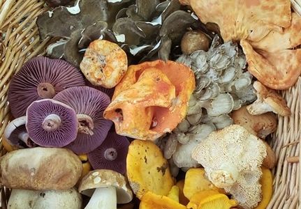 basket of mushrooms containing: porcini, chanterelles, lobster mushrooms, hen of the woods (maitake)