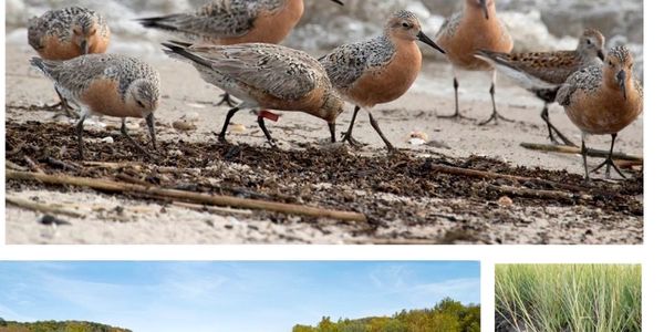 Delaware River Restoration Plan