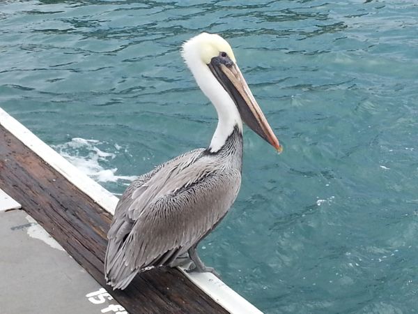 Cabo San Lucas