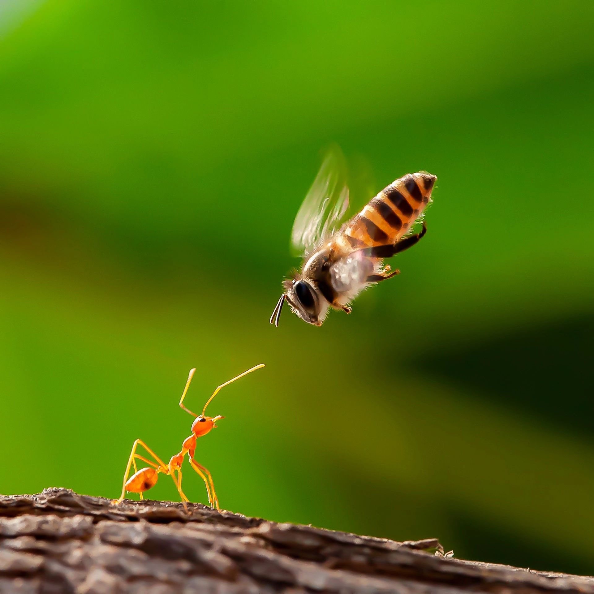 “As silently As the Bees and Ants talk I've never Heard Them Cry”