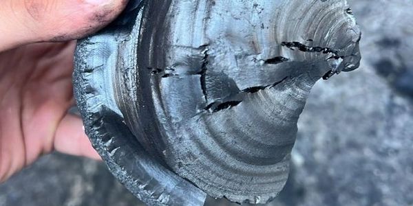 A hand holding a shiny, metallic, spiral-shaped object with cracks.