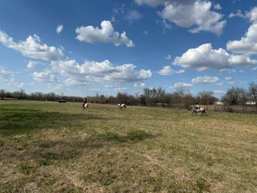 A few cows grazing in an open field under a partly cloudy sky.