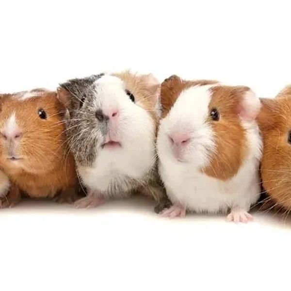 Guinea Pigs Deserve The Best In Pet Boarding - And That’s Exactly What We Offer