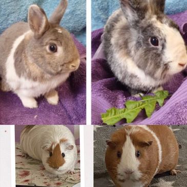 Rabbit Guinea Pig Boarding