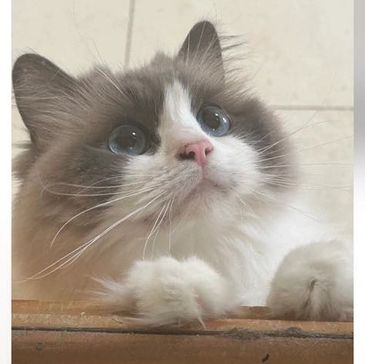 Cat boarding