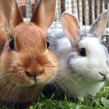 Welcome To Whiskers and Furries Hotel - The Ultimate Rabbit Retreat 🏡