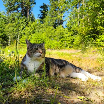Cat relaxing in the sun on a forest path.