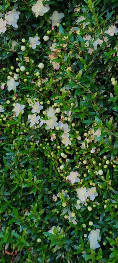 Green bush with white flowers and small round buds.