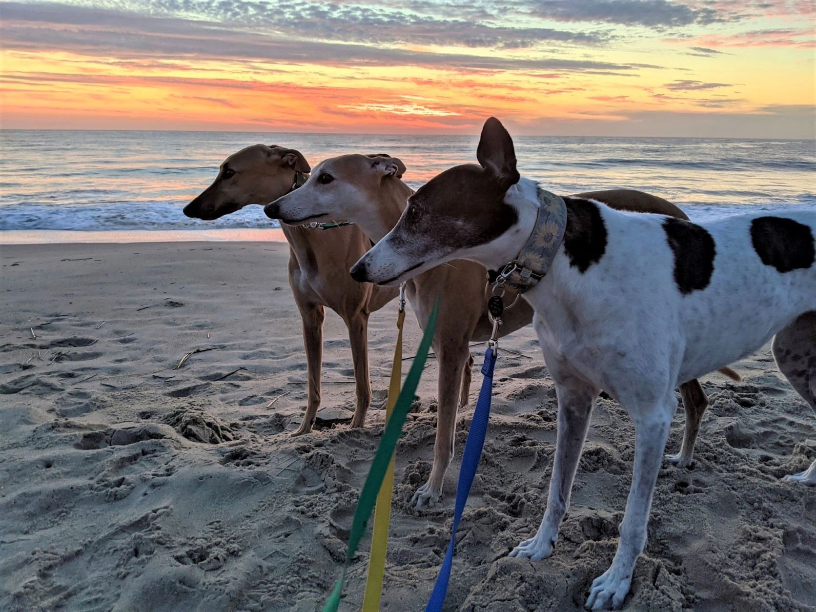 Greyhounds Reach the Beach
