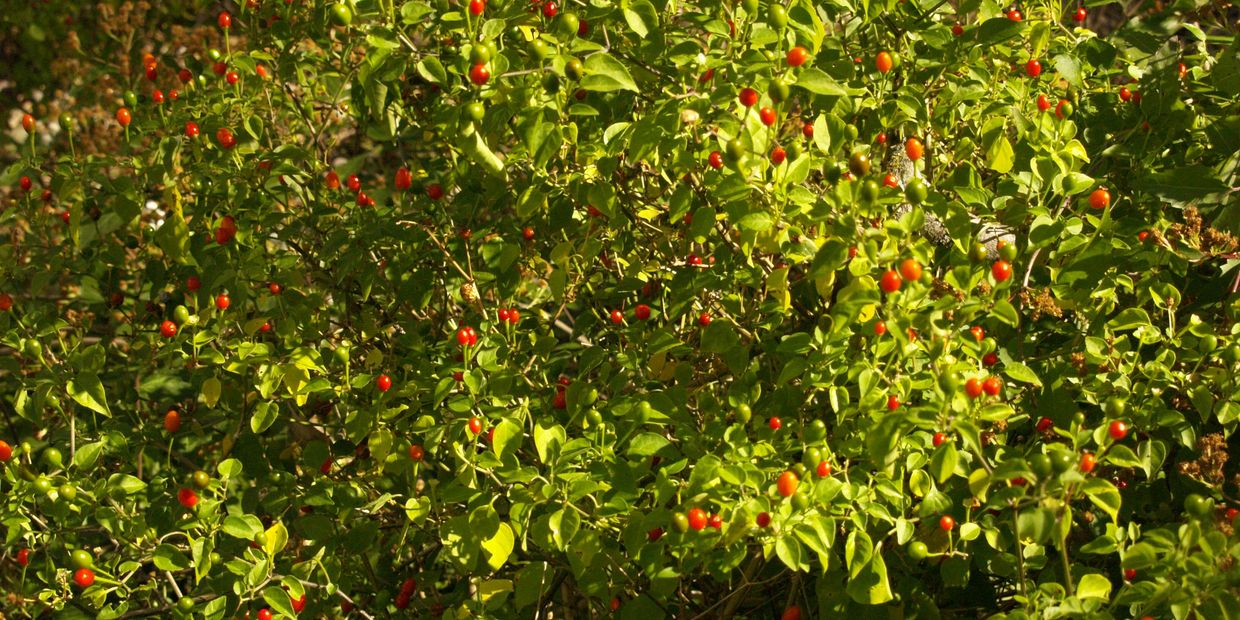 Picture of Chili's plant