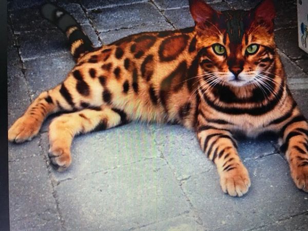 This is chinead. Pronounced "Shinay". He is the epitome of his sire and throws gorgeous red babies.