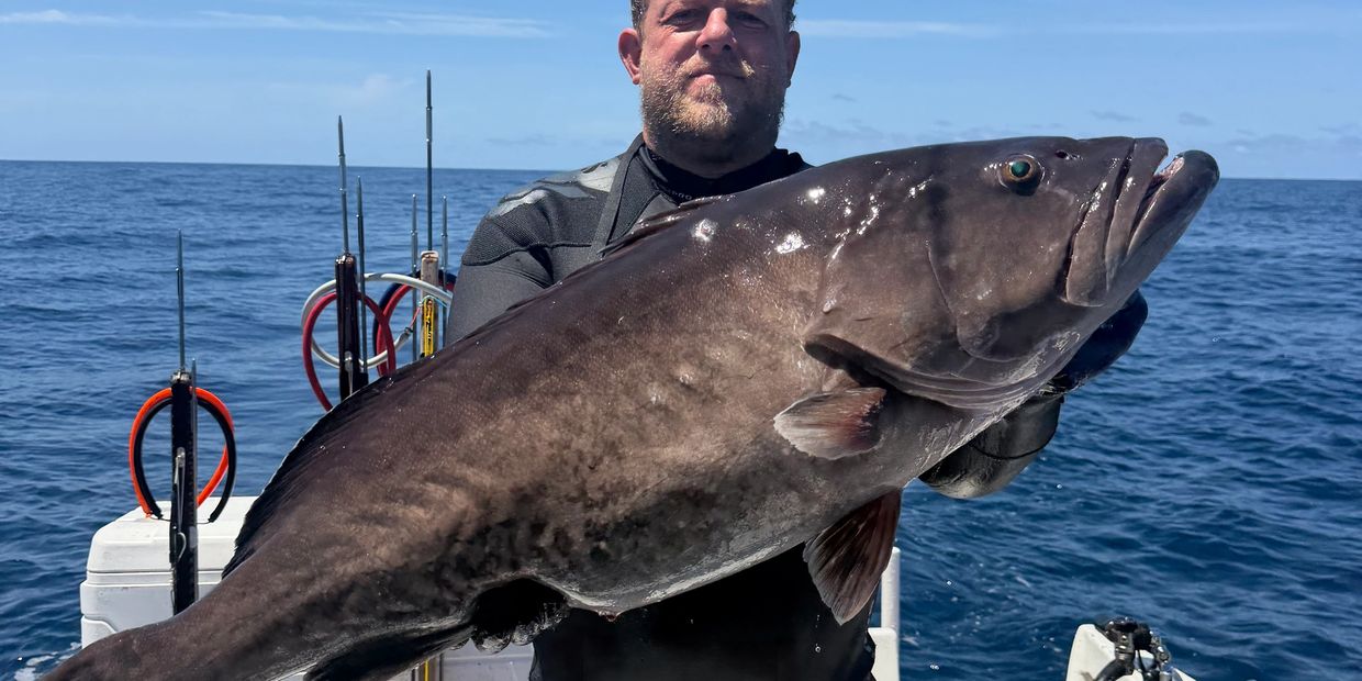 Trophy Gag Grouper harvest on a private trip with Florida Spearfishing Charters Giddle Grounds 
