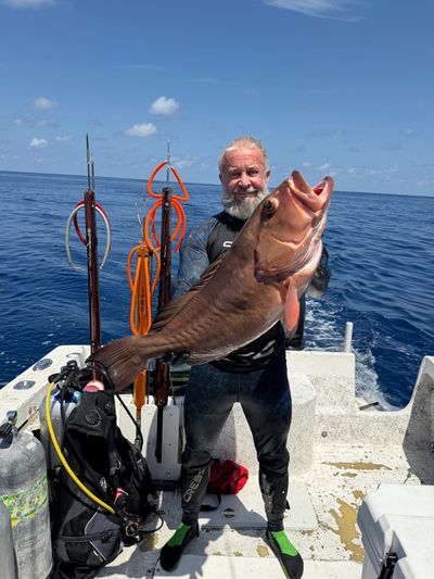 Tampa spearfishing charter trophy red grouper on a private spearfishing charter. Lots of fish!!