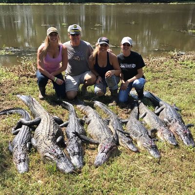 Guided alligator hunt
