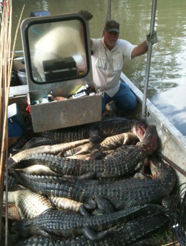 Guided alligator hunt