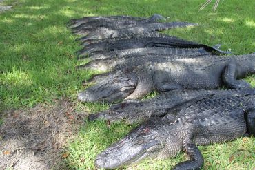 Louisiana alligator hunt