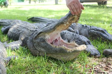 Alligator hunts