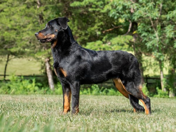 A Rottweiler standing on grass outdoors.